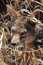Tanzania. Ngorongoro Conservation Area