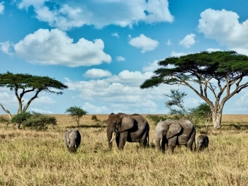 Safari Chronicles: Wildlife Photography in Kenya and Tanzania blog image