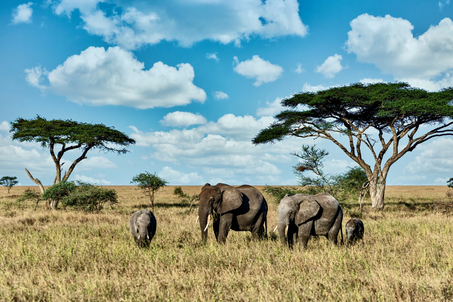 Safari Chronicles: Wildlife Photography in Kenya and Tanzania hero image
